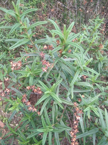 Avistamiento Estepa negra (Cistus monspeliensis)