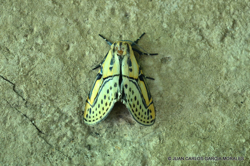 Hieroglyphic Moth