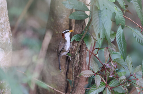 White-browed Scimitar-Babbler