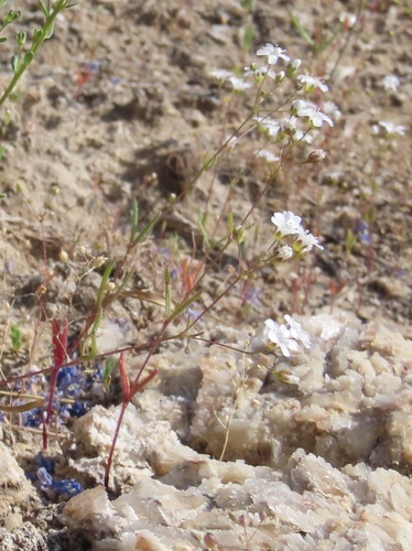 Gypsophila heteropoda