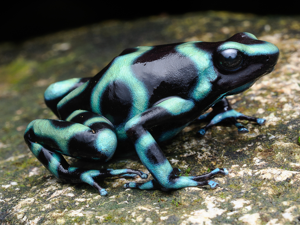 Green-and-black Poison Dart Frog (Dendrobates auratus) · iNaturalist