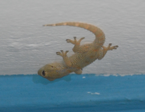 Senegambian Wall Gecko