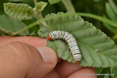 Hieroglyphic Moth