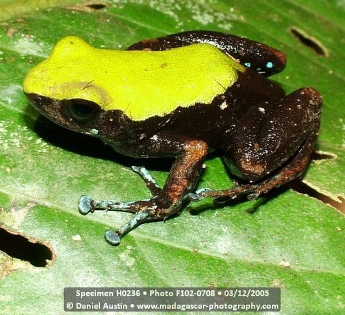 Climbing Mantella