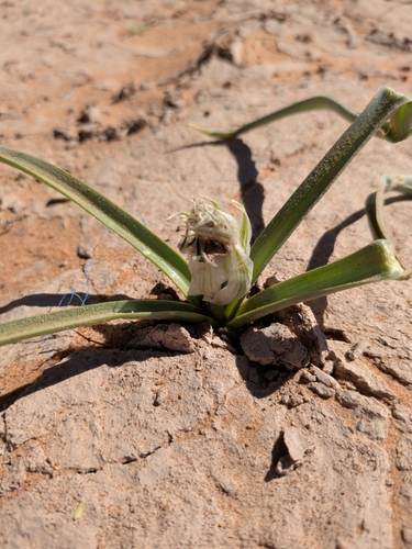Albuca amoena