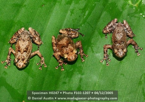 Boulenger's Climbing Frog