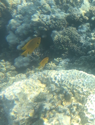 Pomacentrus sulfureus