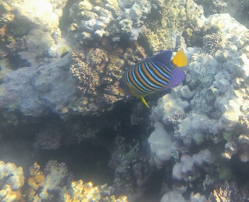 Pygoplites diacanthus