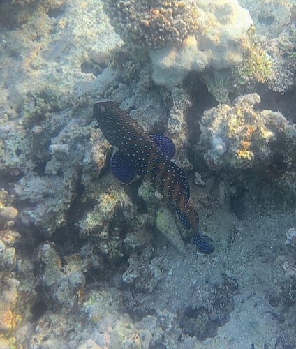 Cephalopholis argus