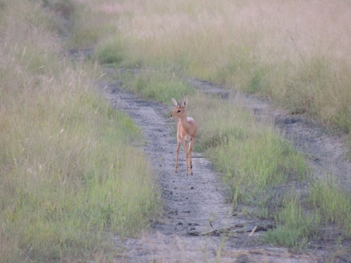Steenbok