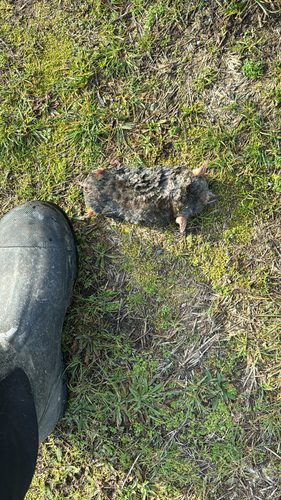 Coast Mole observed by masonfl