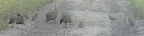 Helmeted Guineafowl