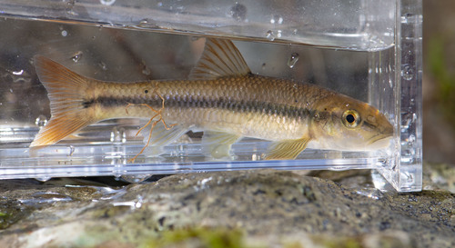 River Chub