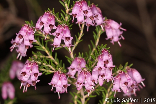 Spanish heath