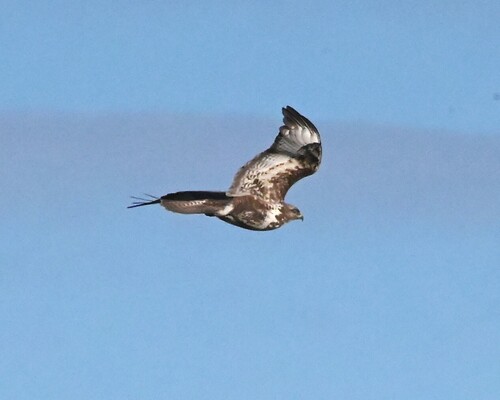 Common Buzzard