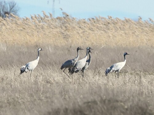 Common Crane