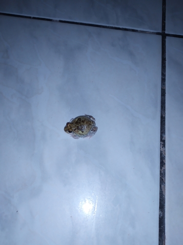 Peters' Four-eyed Frog