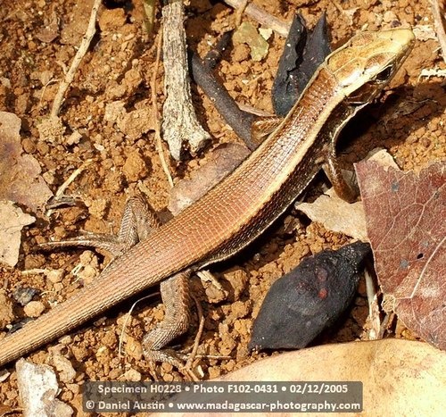 Madagascar Girdled Lizard