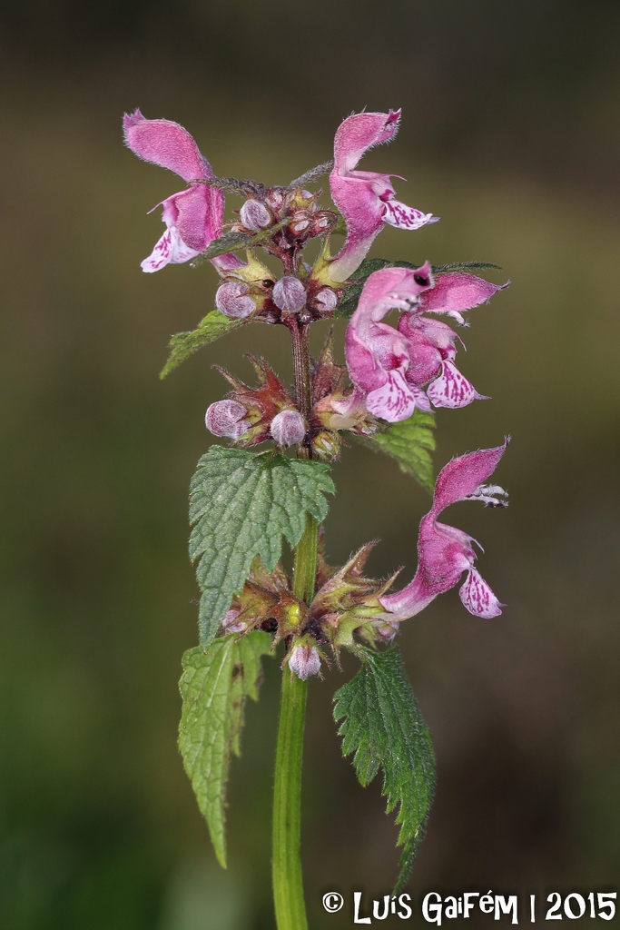 Lamium maculatum