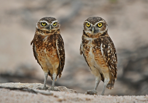 Burrowing Owl
