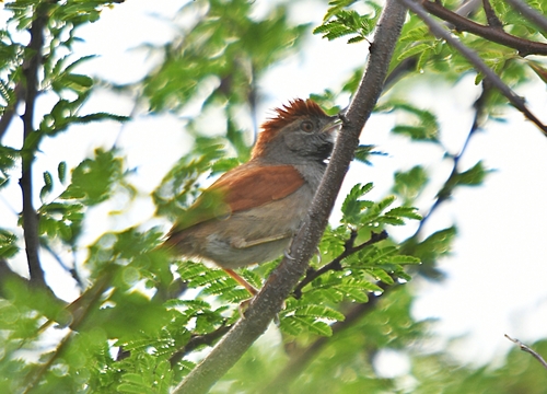 Sooty-fronted Spinetail