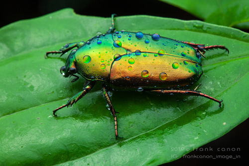 Thaumastopeus striatus