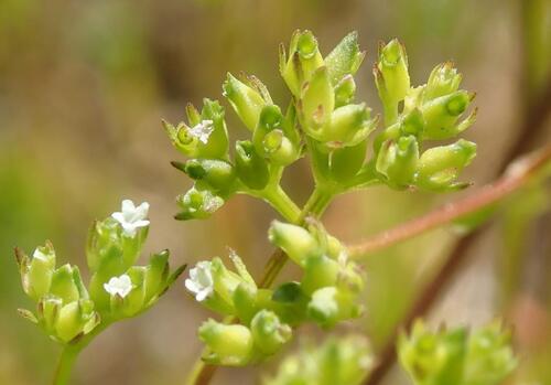 narrowfruit cornsalad (Valerianella dentata)