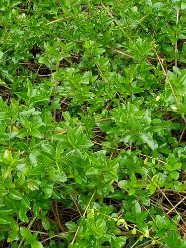 scrambling clerodendrum
