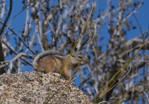 Texas Antelope Squirrel observed by jocobirder
