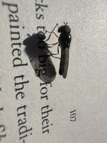 Unknown species found near Sitka Dr, Otis, OR, US