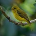 Citrine Canary-Flycatcher - Photo (c) Chien Lee, all rights reserved, uploaded by Chien Lee