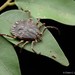 Amblyomma geoemydae - Photo (c) Chien Lee, all rights reserved, uploaded by Chien Lee