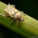 Hoplia aurata - Photo (c) Chien Lee, all rights reserved, uploaded by Chien Lee