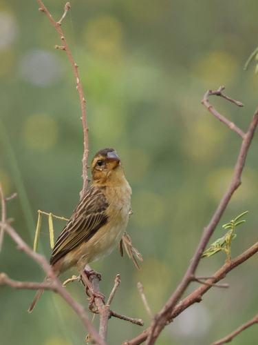 Asian Golden Weaver