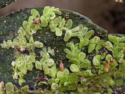 Siphonolejeunea elegantissima