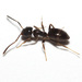 Odorous House Ant - Photo (c) i_fox, all rights reserved, uploaded by i_fox