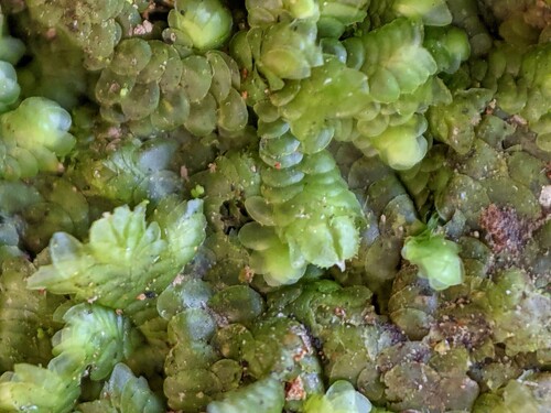 Frullania spinigastria