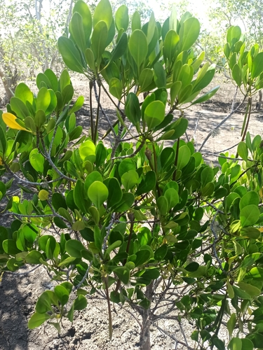 rib-fruited yellow mangrove