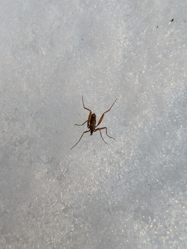 Unknown species found near Mt Vernon, ME, USA