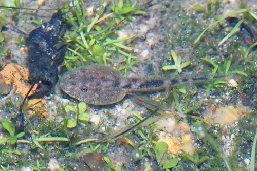 Iberian Midwife Toad