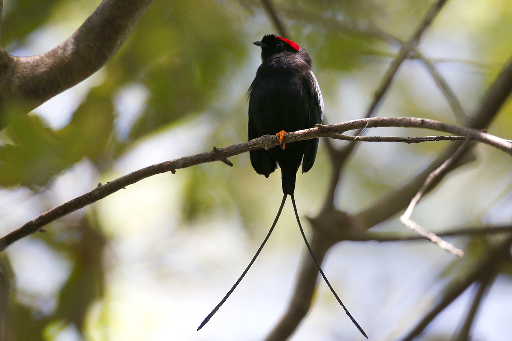 Saltarines Familia Pipridae Naturalista