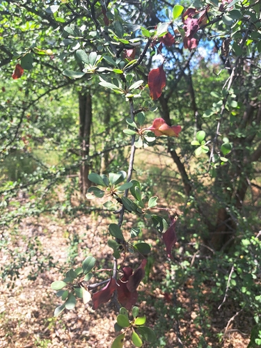 Purplepod clusterleaf
