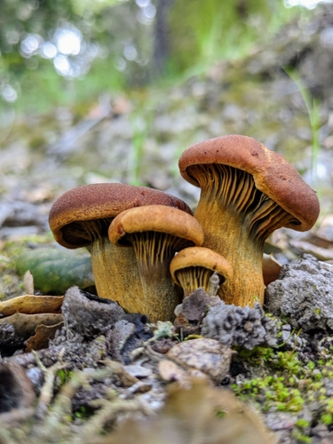 western jack-o'-lantern