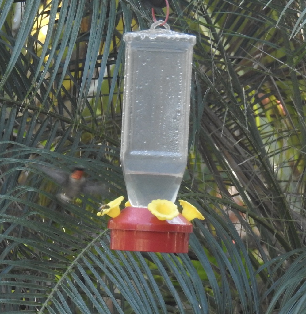 Ruby-throated Hummingbird from Sandy Run Rd, Jupiter, FL, US on ...