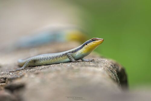 Wahlberg’s Striped Skink