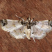 Analyta apicalis - Photo (c) Jonathan D'silva, all rights reserved, uploaded by Jonathan D'silva