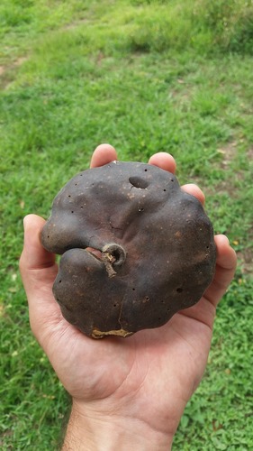 Enterolobium maximum