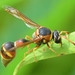 Smith's Potter Wasp - Photo (c) amoorehouse, all rights reserved, uploaded by amoorehouse