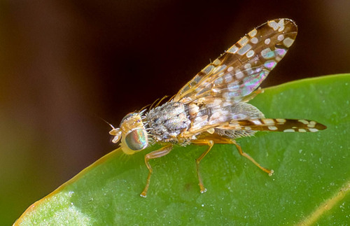 Unknown species found near Lady Bird Johnson Wildflower Center 4801 La Crosse Ave, Austin, TX 78739, USA