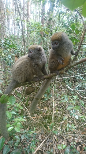 Eastern Lesser Bamboo Lemur